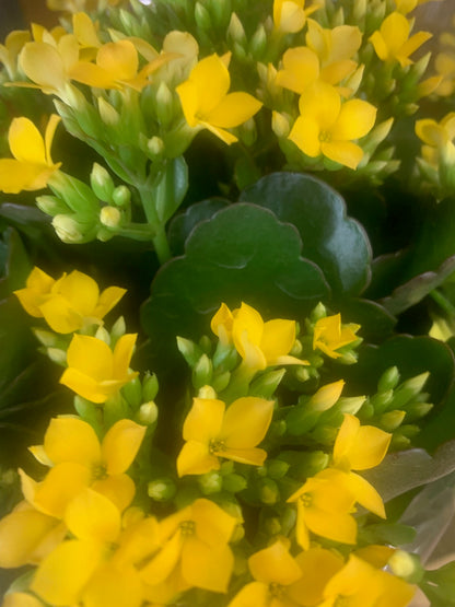 Rooted Kalanchoe Holiday Gift Plants in pot balcony yard or outdoor
