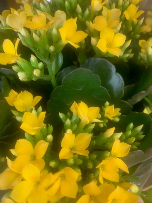 Rooted Yellow Kalanchoe Holiday Gift Plants in pot balcony yard or outdoor