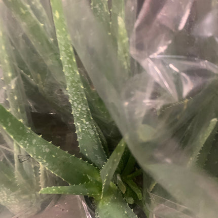 Rooted Aloe Vera Plants Indoor 8 - 16 inch stems in 4 inch pot Starter Plant