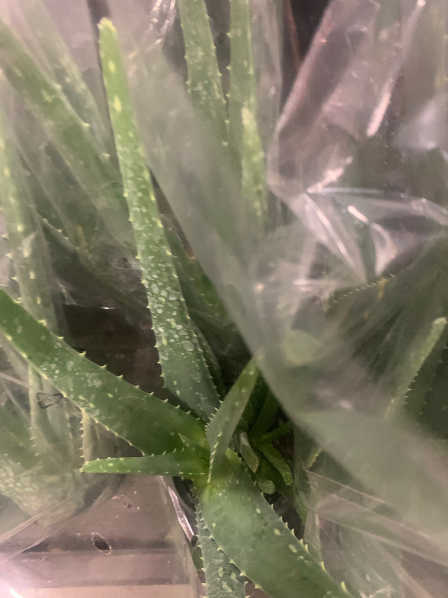 Rooted Aloe Vera Plants Indoor 8 - 16 inch stems in 4 inch pot Starter Plant