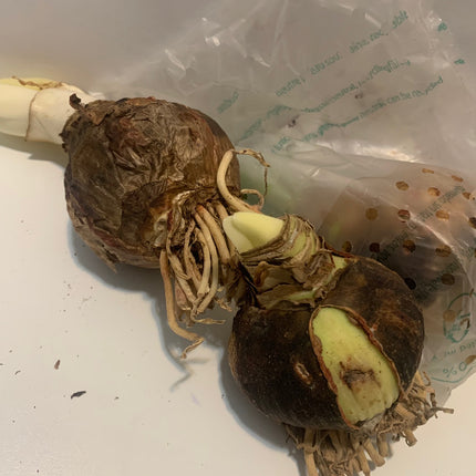 Amaryllis  Pink Plant Bulbs Flowering Blooms for Holiday Indoors Decoration