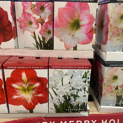 Amaryllis Plant Bulbs in Box Red, Pink, White, Red Stripe Flowering Blooms for Holiday Indoors