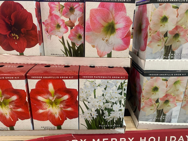 易於種植的朱頂紅「雙瓣」球莖（1 包）－大型紅白雙瓣花，適合節慶室內外花園