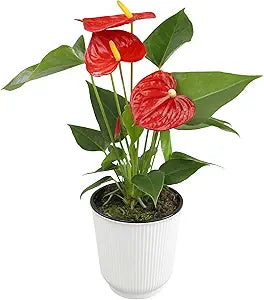 Red Anthurium Live Plant Decor in 6 Inch Pot Easy Plant Gift, Decorative Indoor Plant