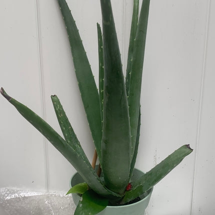 Rooted Aloe Vera Plants Indoor 8 - 22inch stems in 6 inch pot