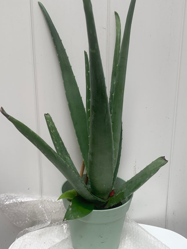 Rooted Aloe Vera Plants Indoor 8 - 22inch stems in 6 inch pot