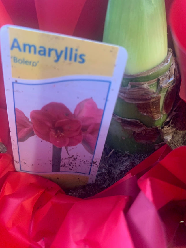 易於種植的朱頂紅「雙瓣」球莖（1 包）－大型紅白雙瓣花，適合節慶室內外花園