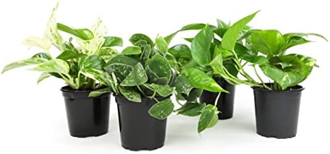 bundles of house plants Bundles Indoor Plants Starter Planter plant – UniqueMartandHome