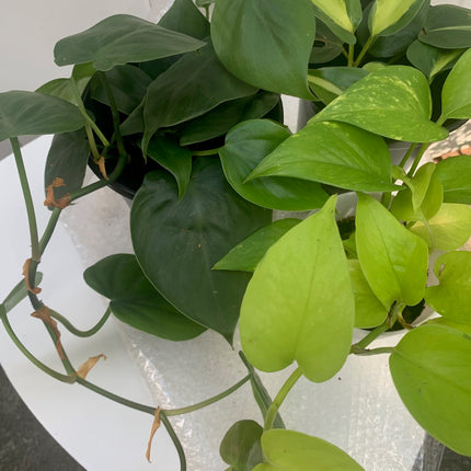 Rooted bundle Philodendron and Pothos houseplants collection Any Room Home Decoration