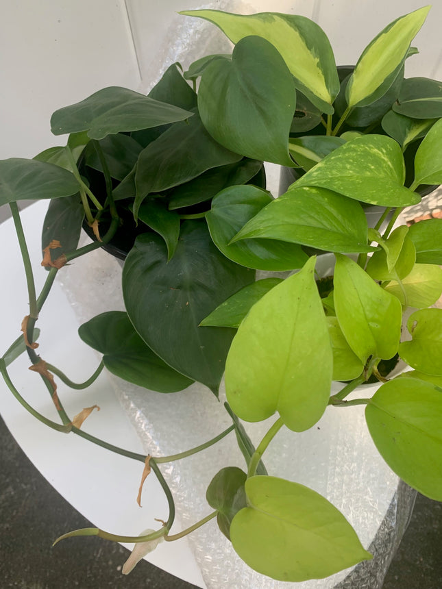 Rooted bundle Philodendron and Pothos houseplants collection Any Room Home Decoration