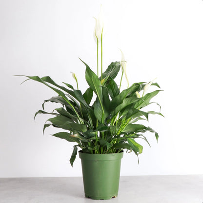 和平百合 - 活體植物