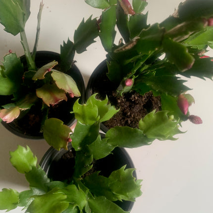 聖誕節裝飾品節日禮物活體植物紅色仙人掌室內植物家居裝飾