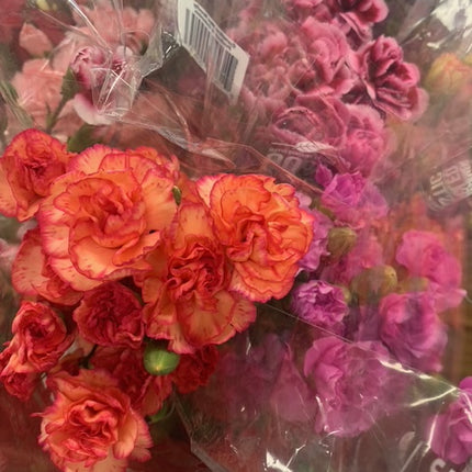 Beautiful Carnation Bouquet Valentines Fresh Cut Floral Arrangement 9-12 Stems for any Events and Occasions