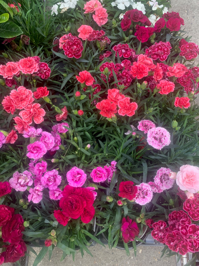 Carnation Plants Bright Color Live Hardy  Perennial for Mother Day and Father Day