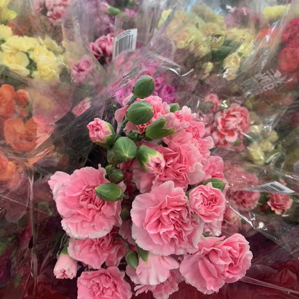 Beautiful Carnation Bouquet Valentines Fresh Cut Floral Arrangement 9-12 Stems for any Events and Occasions