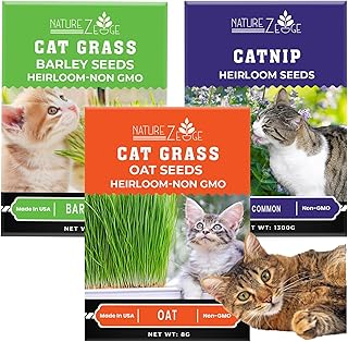 Oat Cat Grass Seed 4 oz – Easy Indoor Plant