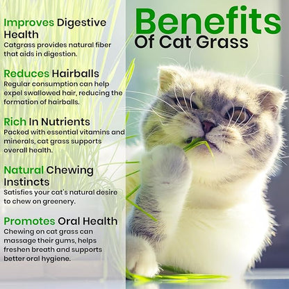 Oat Cat Grass Seed 4 oz – Easy Indoor Plant