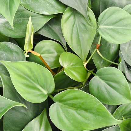 巴西蔓綠絨 - 活體植物