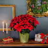 Festive Christmas plant Poinsettia Holiday Gift Home Decoration