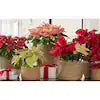 Festive Pink, Deep Pink and White Christmas plant Poinsettia in White Ceramic Pot