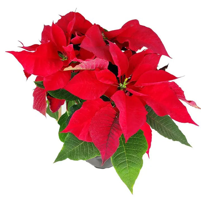 Festive Christmas plant Poinsettia Holiday Gift Home Decoration