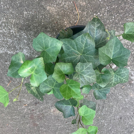 Rooted Air Indoor Plants English Ivy Green in 6"Pot outdoor yard