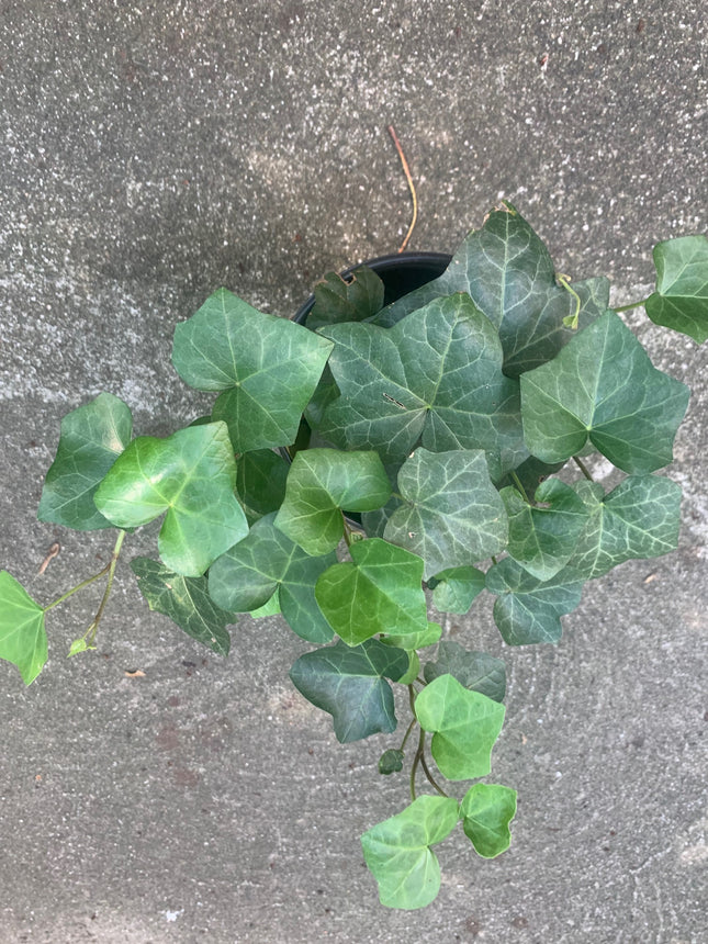 Rooted Air Indoor Plants English Ivy Green in 6"Pot outdoor yard