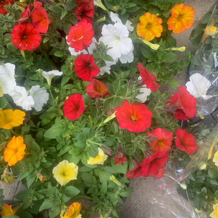 Rooted Annual Plants Petunia Flowers Summer Garden Basket or Pot Flowers Outdoor