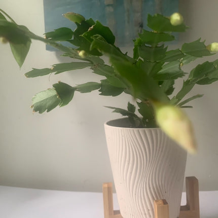 聖誕節裝飾品節日禮物活體植物仙人掌白色和粉紅色室內植物家居裝飾