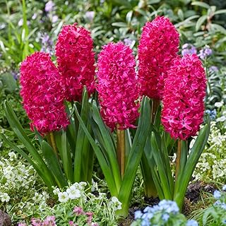 Hyacinth 1 plant Assorted Colors  in a 4 inch Grower Pot Bloom in Mid Spring Cut FLower Indoor