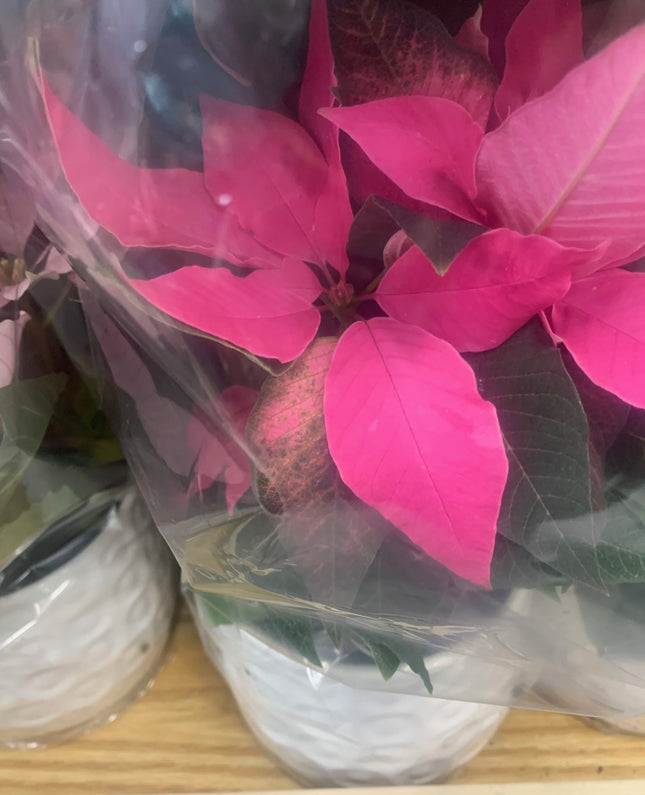 Festive Pink, Deep Pink and White Christmas plant Poinsettia in White Ceramic Pot