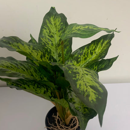 Fake Dieffenbachia in Decor Pot