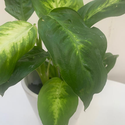 Rooted bundle houseplants for Indoor or Office Any Room Home Decoration