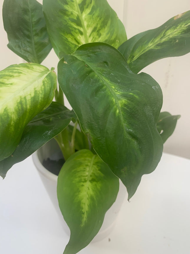 Rooted Dieffenbachia houseplants for Indoor or Office Home Decoration