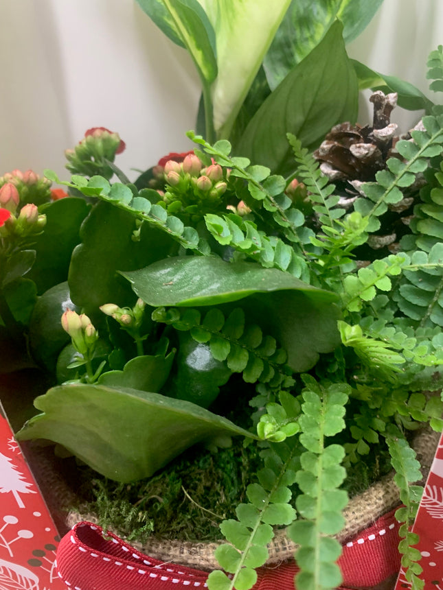 Rooted Dish Garden Red Kalanchoe Holiday Gift Plants Indoor Plant