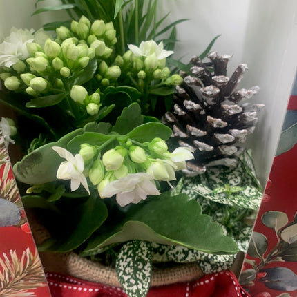 Rooted Dish Garden White Kalanchoe Holiday Gift Plants Indoor Plant