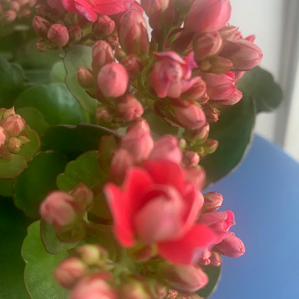 Rooted Pink Double Calandiva Kalanchoe Plants in pot balcony yard or outdoor