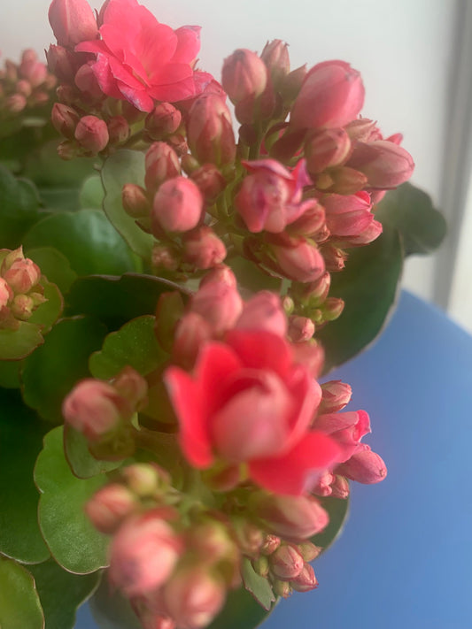Rooted Pink Double Calandiva Kalanchoe Plants in pot balcony yard or outdoor