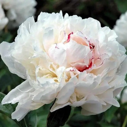 Peony Karl Bare Root Live Plants Outdoor Garden