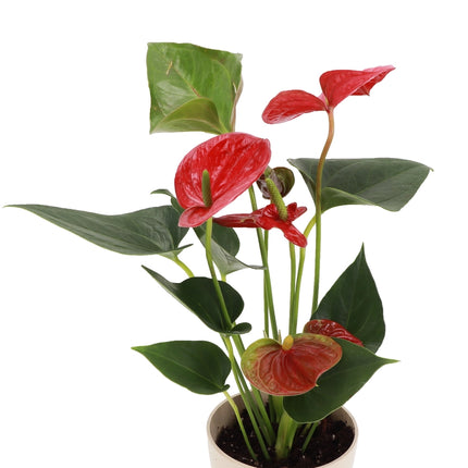 Indoor Plants Anthurium Red flower in Pot Valentine Day plant flowers for Any Celebration