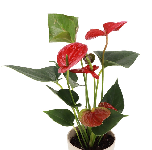 Indoor Plants Anthurium Red flower in Pot Valentine Day plant flowers for Any Celebration