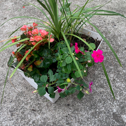 Rooted Pink Begonia and Purple Impedien Ferns and Vine on Basket outdoor Patio or Balcony