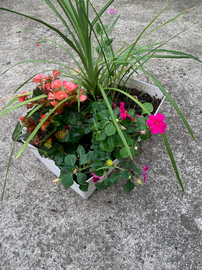 Rooted Pink Begonia and Purple Impedien Ferns and Vine on Basket outdoor Patio or Balcony