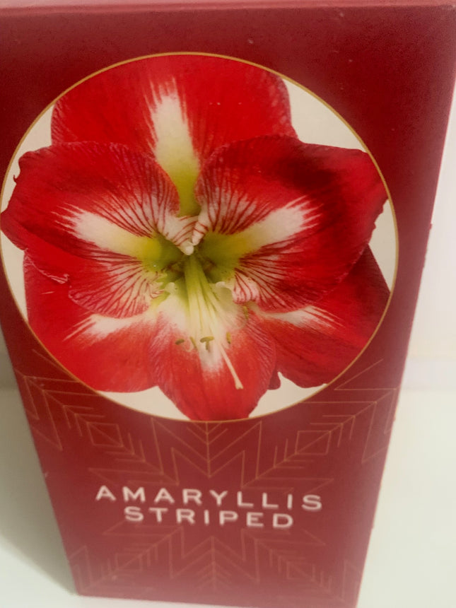 易於種植的朱頂紅「雙瓣」球莖（1 包）－大型紅白雙瓣花，適合節慶室內外花園