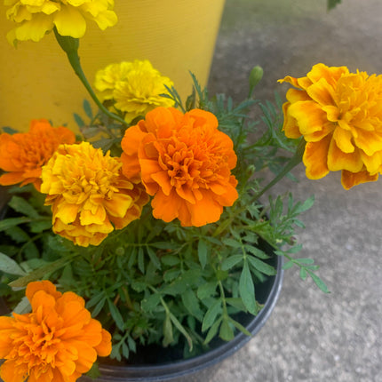 Rooted Marigold yellow and orange for home Decoration and landscape