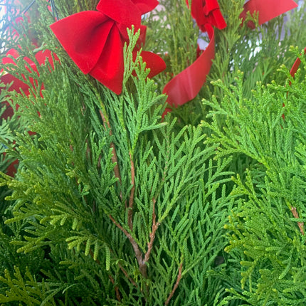 Miniature Festive Christmas tree Holiday Emerald Green Arborvitae Live Plant Gift Easy Care Houseplants