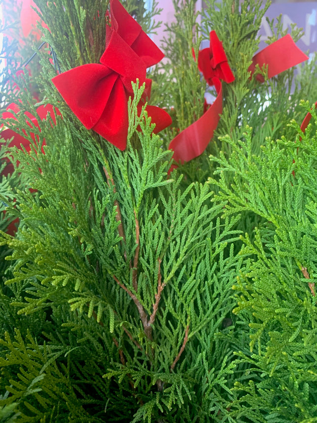 Miniature Festive Christmas tree Holiday Emerald Green Arborvitae Live Plant Gift Easy Care Houseplants