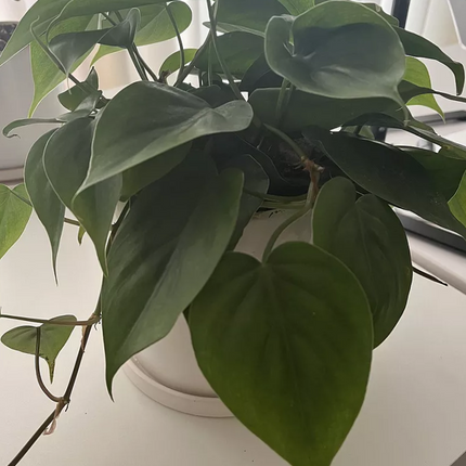 巴西蔓綠絨 - 活體植物