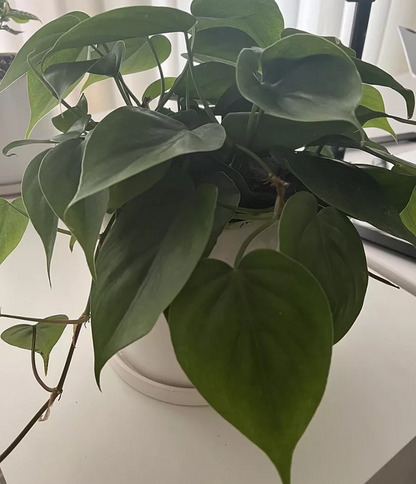 空氣清淨機綠蘿套裝室內植物入門花盆植物禮品家居裝飾室內任何房間