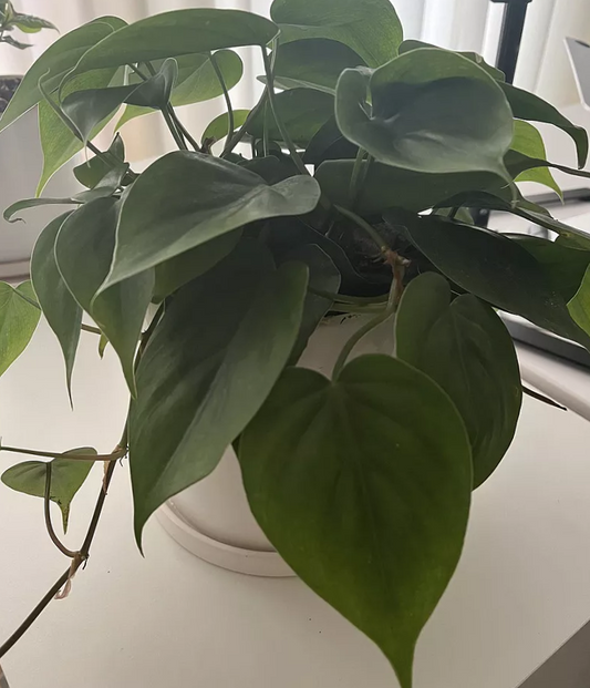Heart Philodendron purifier air plant indoor plant
